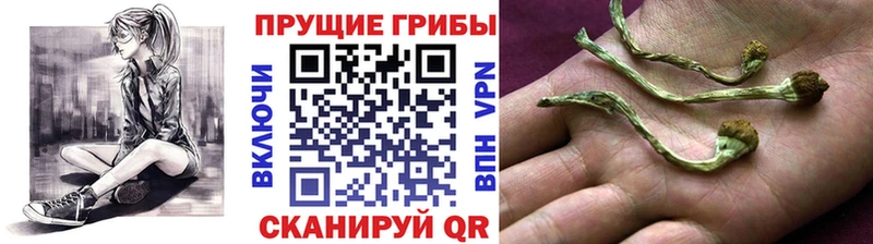MEGA ссылки  купить наркоту  Камызяк  это телеграм  Галлюциногенные грибы прущие грибы 